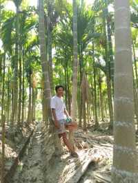 A Trip to a Betel Nut Farm