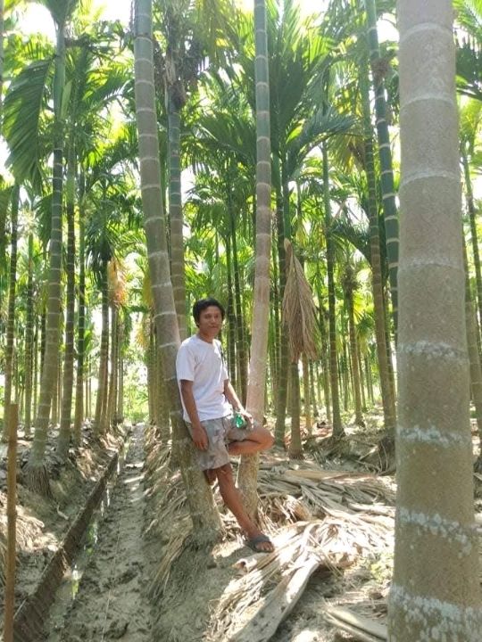 A Trip to a Betel Nut Farm