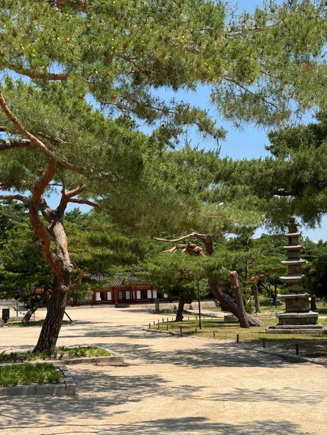 창경궁 소나무길