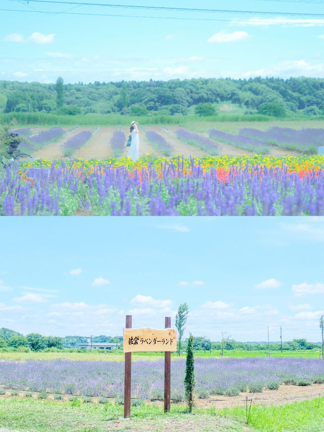 【佐倉】千葉で楽しむラベンダー