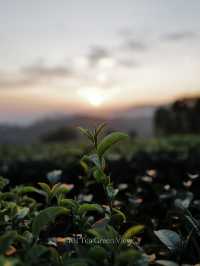 絶景 × お茶 × カフェ = 最高のフォトスポット