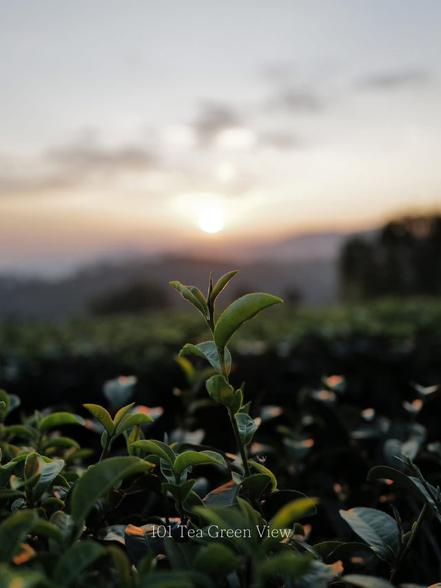 絶景 × お茶 × カフェ = 最高のフォトスポット