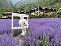   💜 Lavender Fields + Ancient Qiang Vibes at Yangliu Village