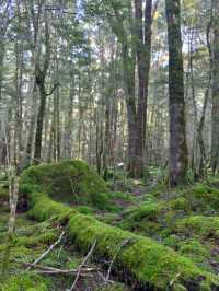 Tranquil Beauty of the Waiau River Walk