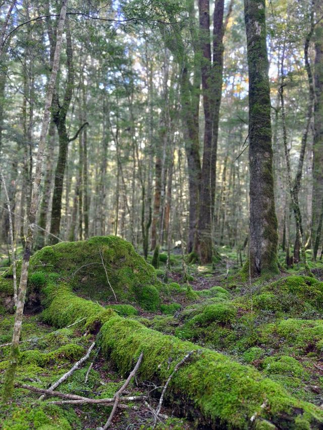 Tranquil Beauty of the Waiau River Walk