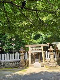 名古屋大須鬧街旁的靜謐神社〔日出神社〕⛩️🌿