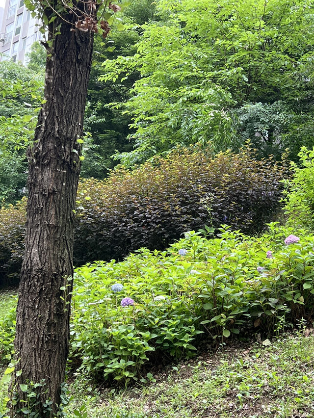 고덕천 산책과 이케아 쇼핑