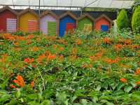 Colorful Green View Garden in Cameron Highlands