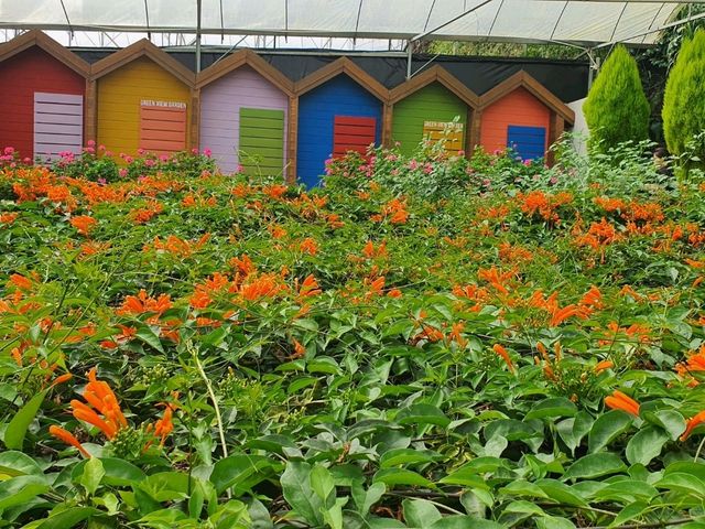 Colorful Green View Garden in Cameron Highlands