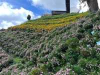 🌸 Blooming Lovely at Flora Park, Cameron Highlands