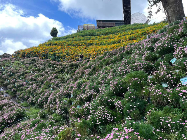 🌸 Blooming Lovely at Flora Park, Cameron Highlands