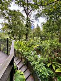 Among the Leaves: An Elevated Escape in the City
