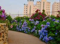 As sunset approaches, the hydrangeas blossomed in glarrung colors