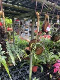 ｜台灣｜台中北屯芊香園藝-綠植生活