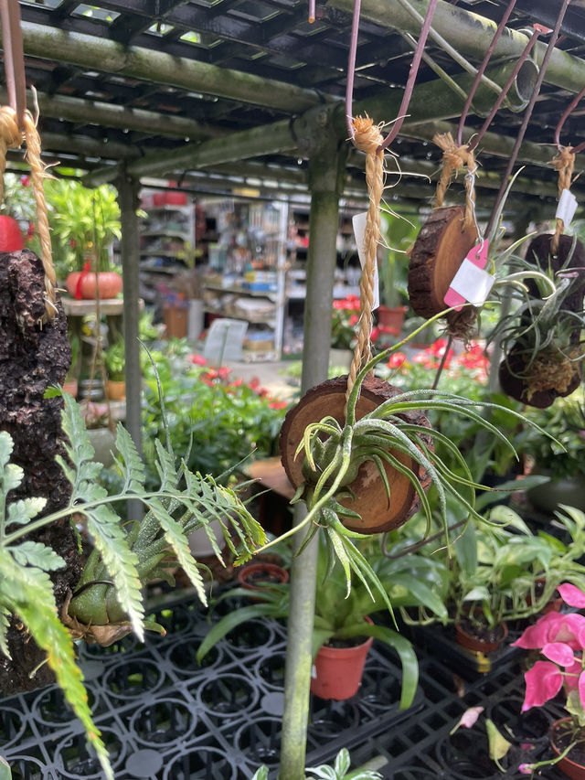 ｜台灣｜台中北屯芊香園藝-綠植生活