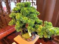 Whispers of Zen in the Heart of Singapore (Bonsai Garden)