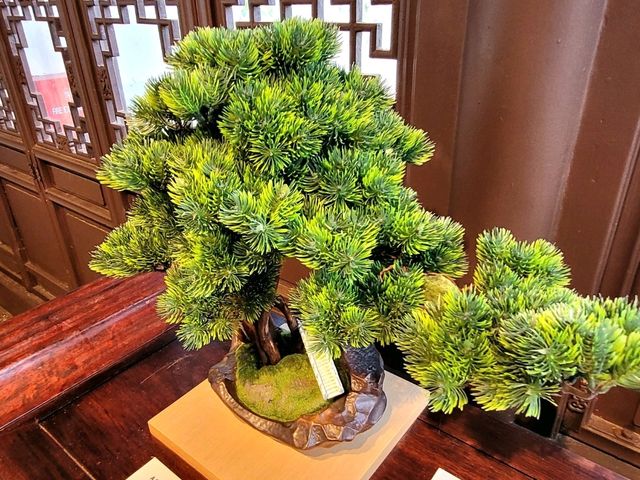Whispers of Zen in the Heart of Singapore (Bonsai Garden)