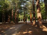 ⛩️ Serene Escape at Hokkaido Jingu