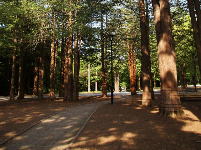⛩️ Serene Escape at Hokkaido Jingu