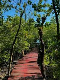 Mangroves, Boardwalks & Jungle