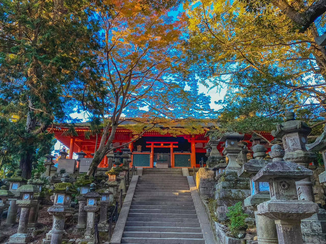 รีวิว Nara Park – เดินชิล, ใบไม้โรแมนติก และผองเพื่