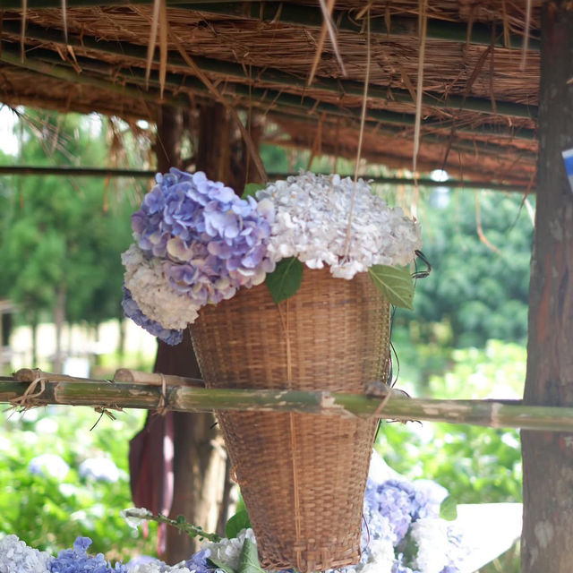 ดอกไฮเดรนเยียที่ขุนแปะ 💐