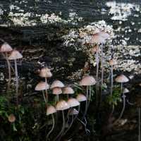 Dandenong Ranges (Day Trip)