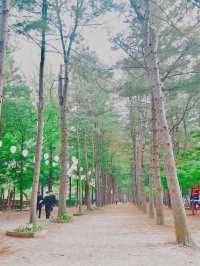Early autumn on Nami Island