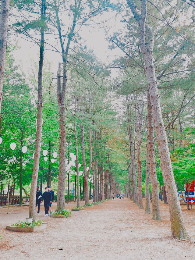 Early autumn on Nami Island