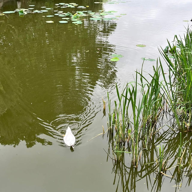🌿 A Peaceful Escape in Kunming: Green Lake Park (翠湖) 🌿