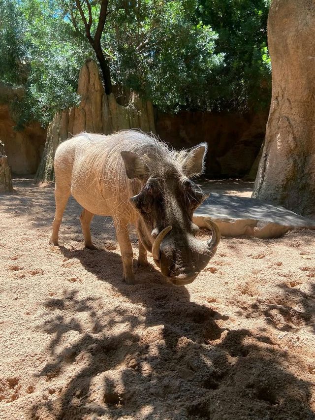 You Gotta See Bioparc Valencia, It’s Wild in the Best Way