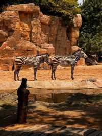 You Gotta See Bioparc Valencia, It’s Wild in the Best Way