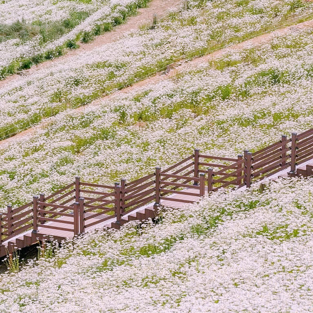Solo Daydream at Yookbaek Majigi’s Daisy Field: Seoul’s Secret Flower Fantasy** 🌼✨