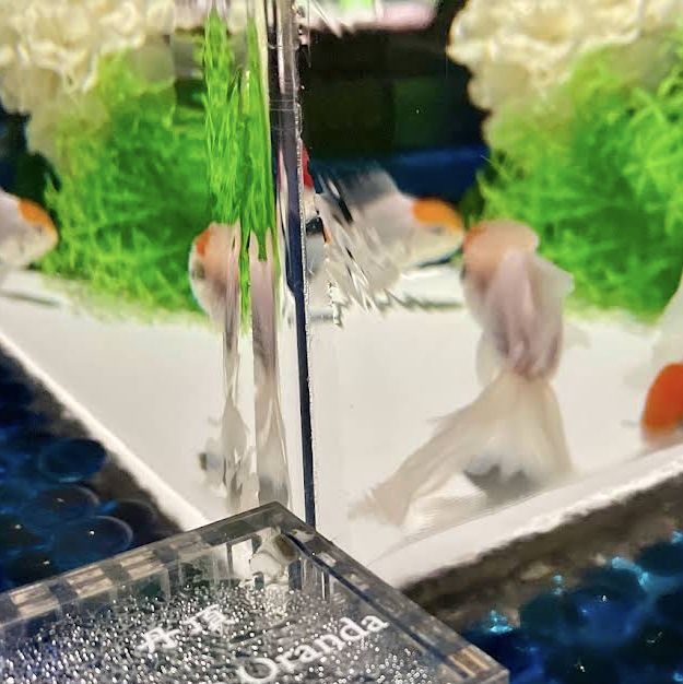 【東京/銀座🇯🇵】まさに日本の芸術🇯🇵アートアクアリウム