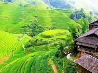 🌾"The Dragon’s Backbone Wonders”