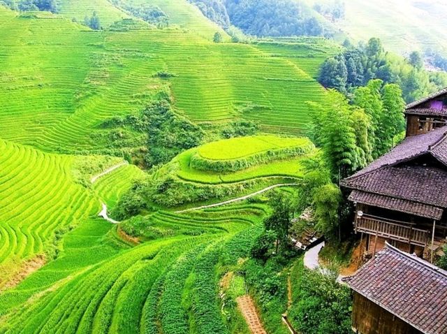 🌾"The Dragon’s Backbone Wonders”