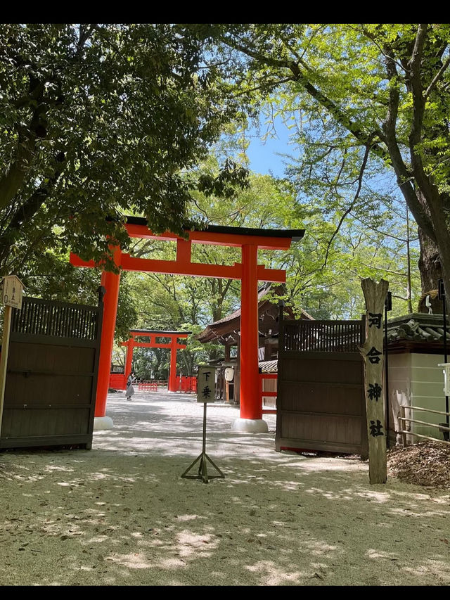 【下鴨神社】森と水に包まれる聖地🌿みたらし団子の発祥地で心清める旅