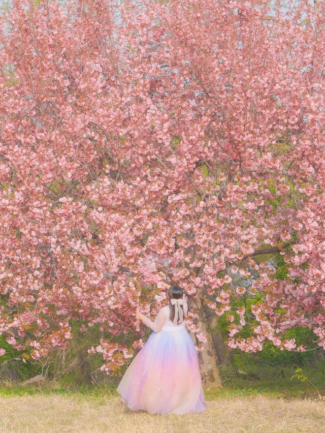 내가 사랑한 경주의 봄🌸❤️