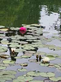 Silk Tree Season at Hangzhou Botanical Garden