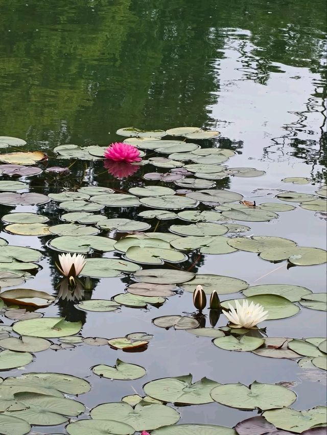 Silk Tree Season at Hangzhou Botanical Garden