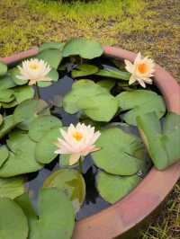 Hangzhou Botanical Garden – Where Science Meets Song Dynasty Poetry