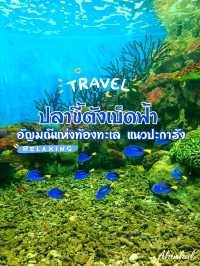 ปลาขี้ตังเบ็ดฟ้าตัวสีน้ำเงินเข้ม