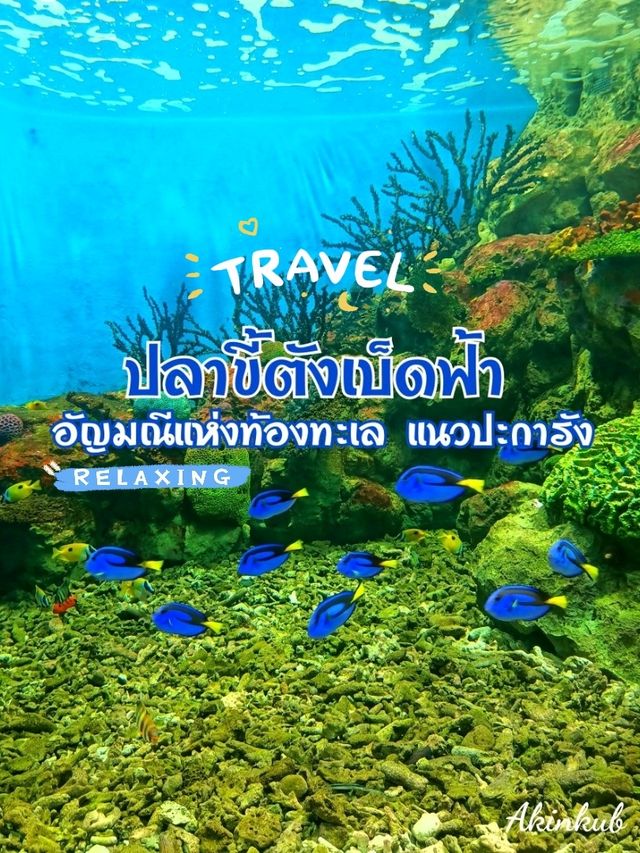 ปลาขี้ตังเบ็ดฟ้าตัวสีน้ำเงินเข้ม