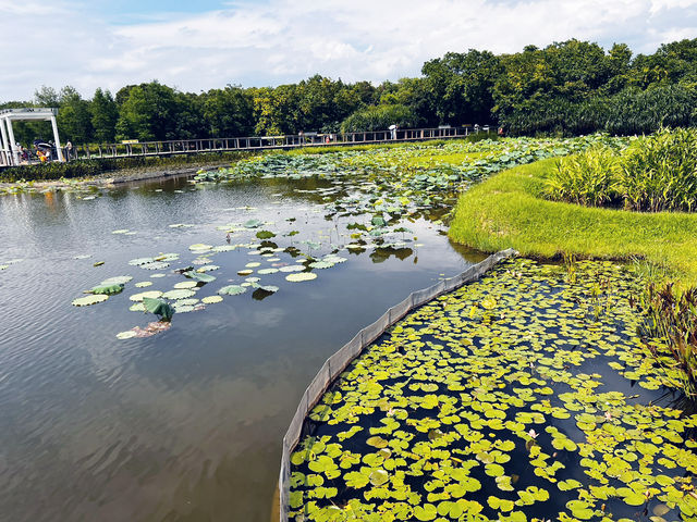 香港濕地公園自然保育必修遊🌿👀 香港濕地公園自然保育必修遊🌿👀