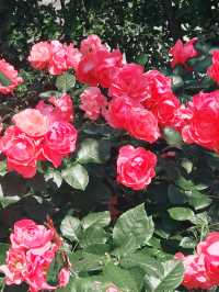 🌹横浜元町の薔薇から上瀬谷の花博へ：アメリカ山公園と未来のガーデン旅