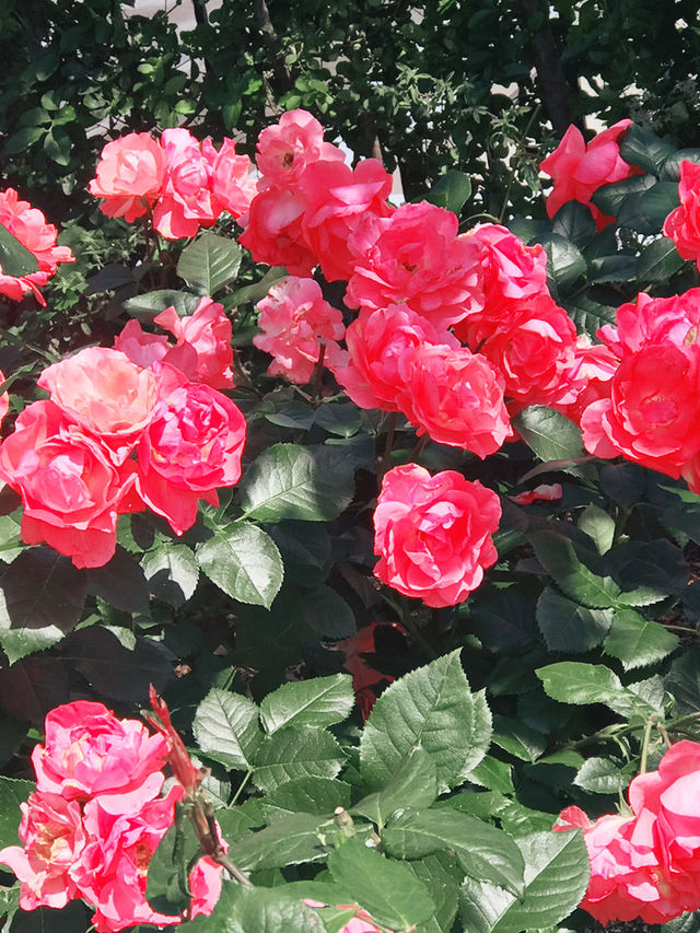 🌹横浜元町の薔薇から上瀬谷の花博へ：アメリカ山公園と未来のガーデン旅