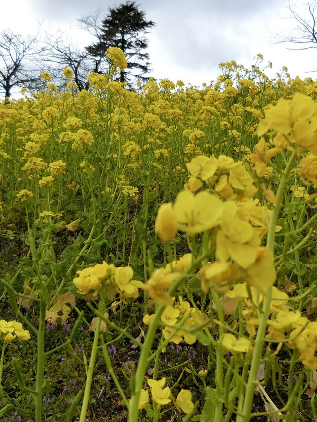 四季折々の花や動物と触れ合える！大人から子供まで楽しめるマザー牧場😍🫶