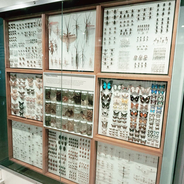 理科好きになる🦋メルボルン博物館で出会う小さな宇宙 ― 昆虫標本展示