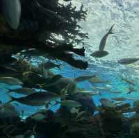 多倫多瑞普利水族館：海洋生物學與娛樂的完美融合