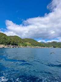 京都｜伊根之海與鷹鳥海鷗同遊船